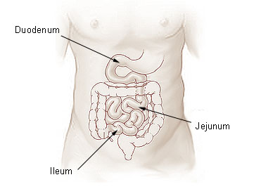 Illu_small_intestine