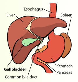 gall bladder illustration